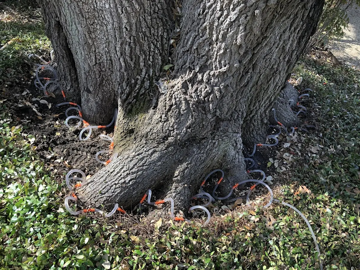 Detailed Tree Cabling and Bracing job site in El Dorado