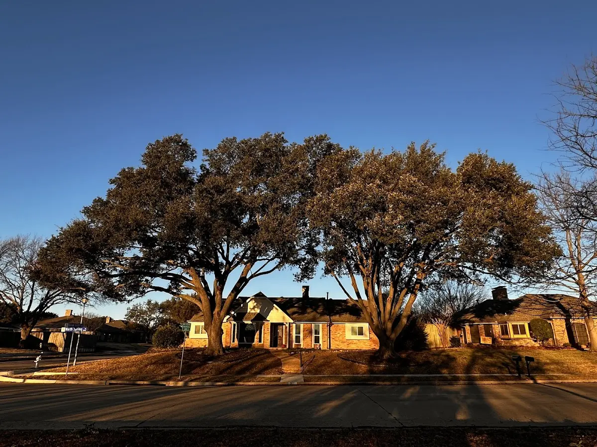 Established residential canopy tree shading a home in El Dorado