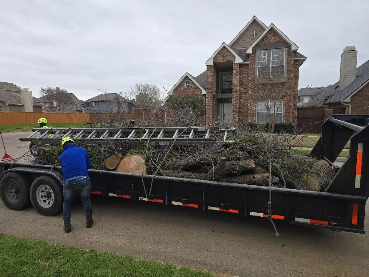 Expert Tree Pest Control with proper safety equipment in El Dorado